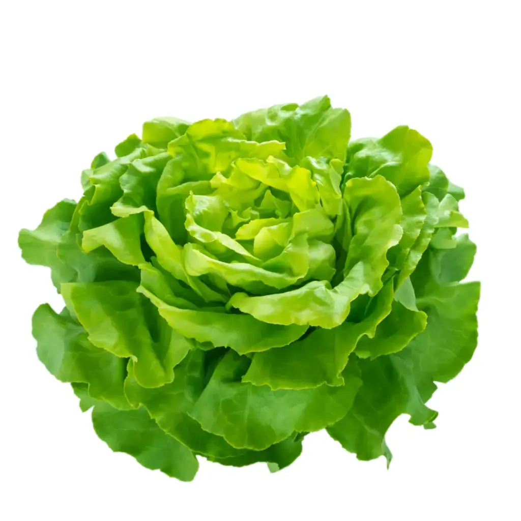 Kopfsalat