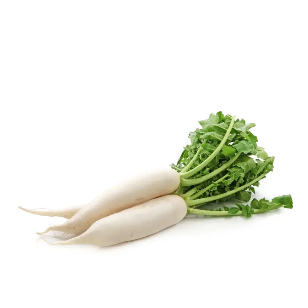 Rettich