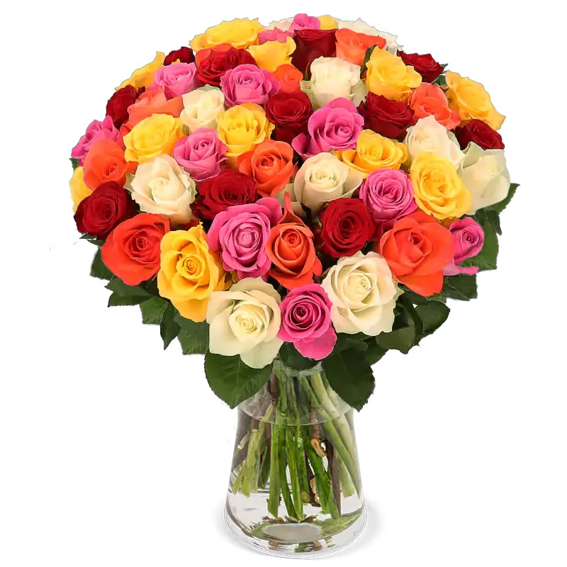 Rose, gemischt
