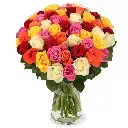 Rosen, Vorwoche