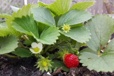 Erdbeeren