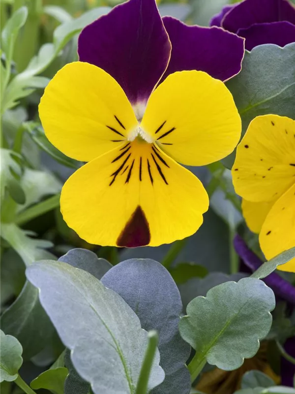 Hornveilchen, violett-gelb