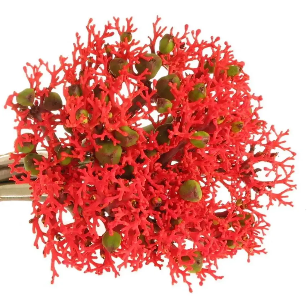 Jatropha
