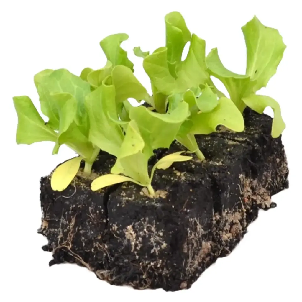 Eissalat