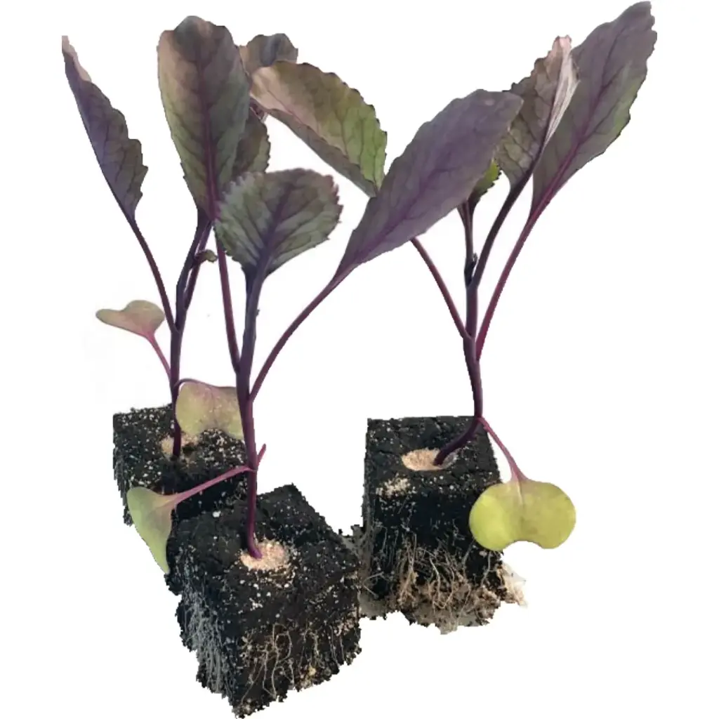 Rotkohl