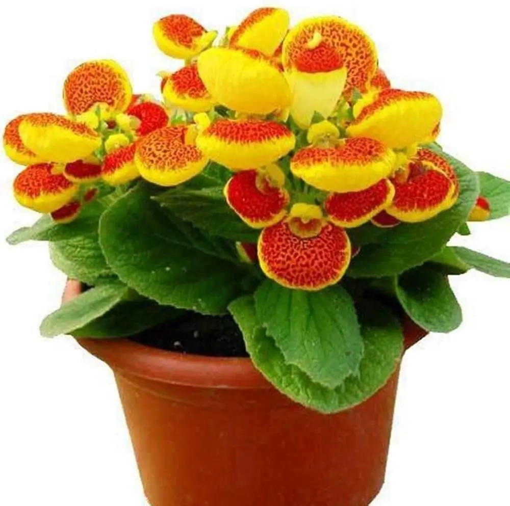 Pantoffelblume, gelb