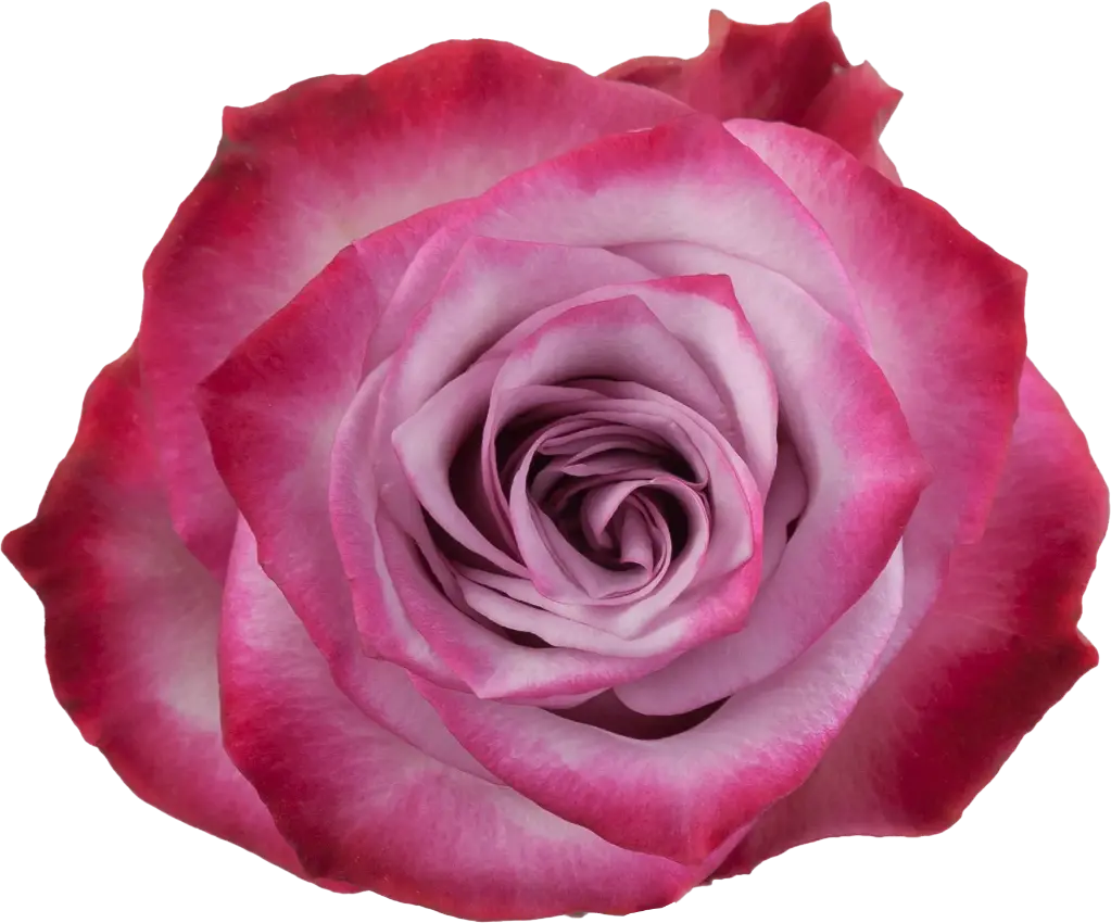 Rose Deep Purple