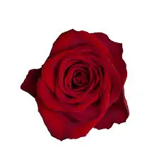 Rose Madam Red