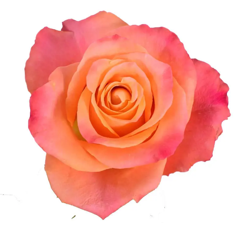 Rose Mariyo!
