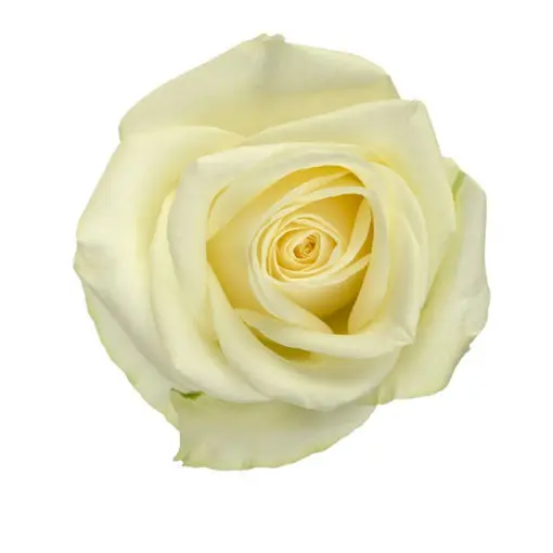 Rose Snowstorm+