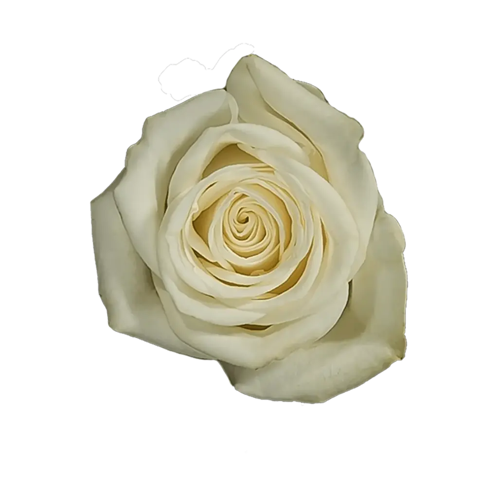 Rose Snowflake