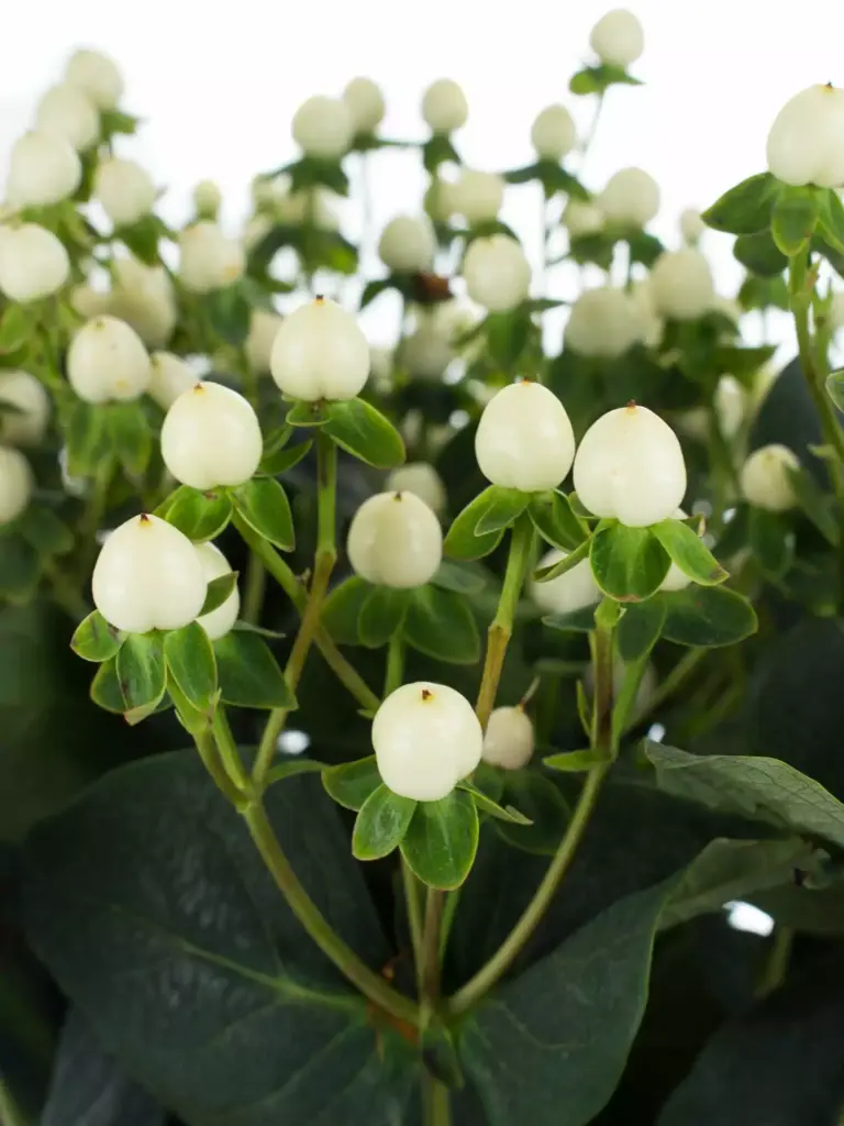 Hypericum Coco Uno