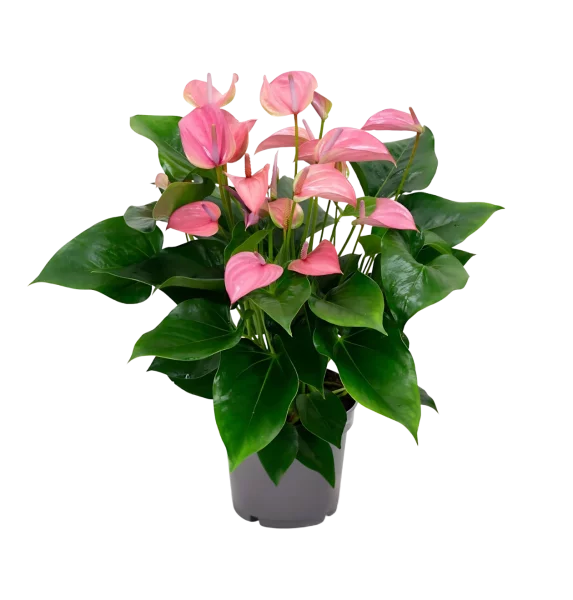 große Flamingoblume