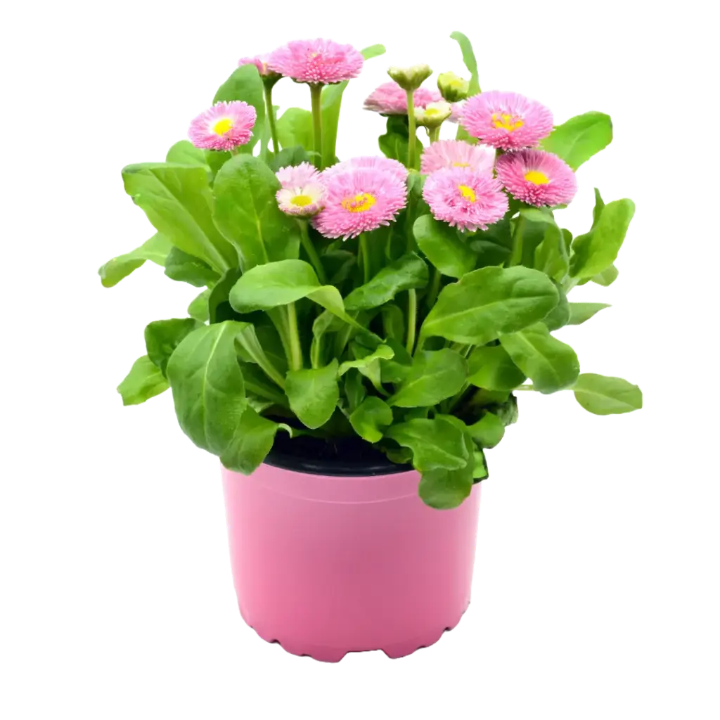 Bellis Erdbeersahne