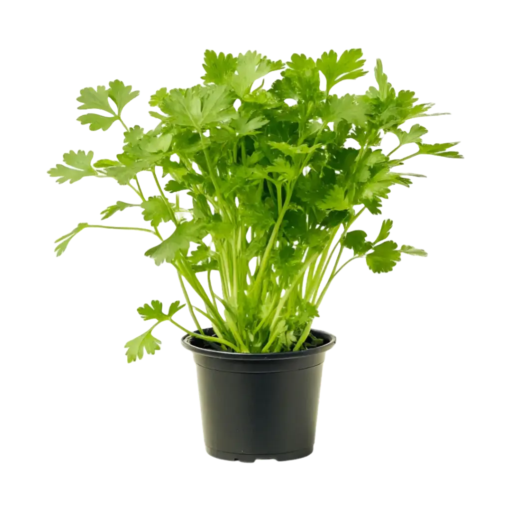 Petersilie, glatt