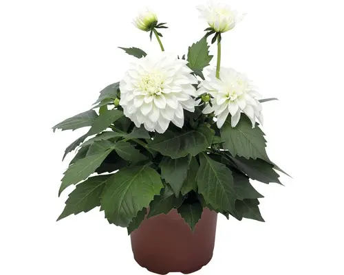 Dahlie, weiß