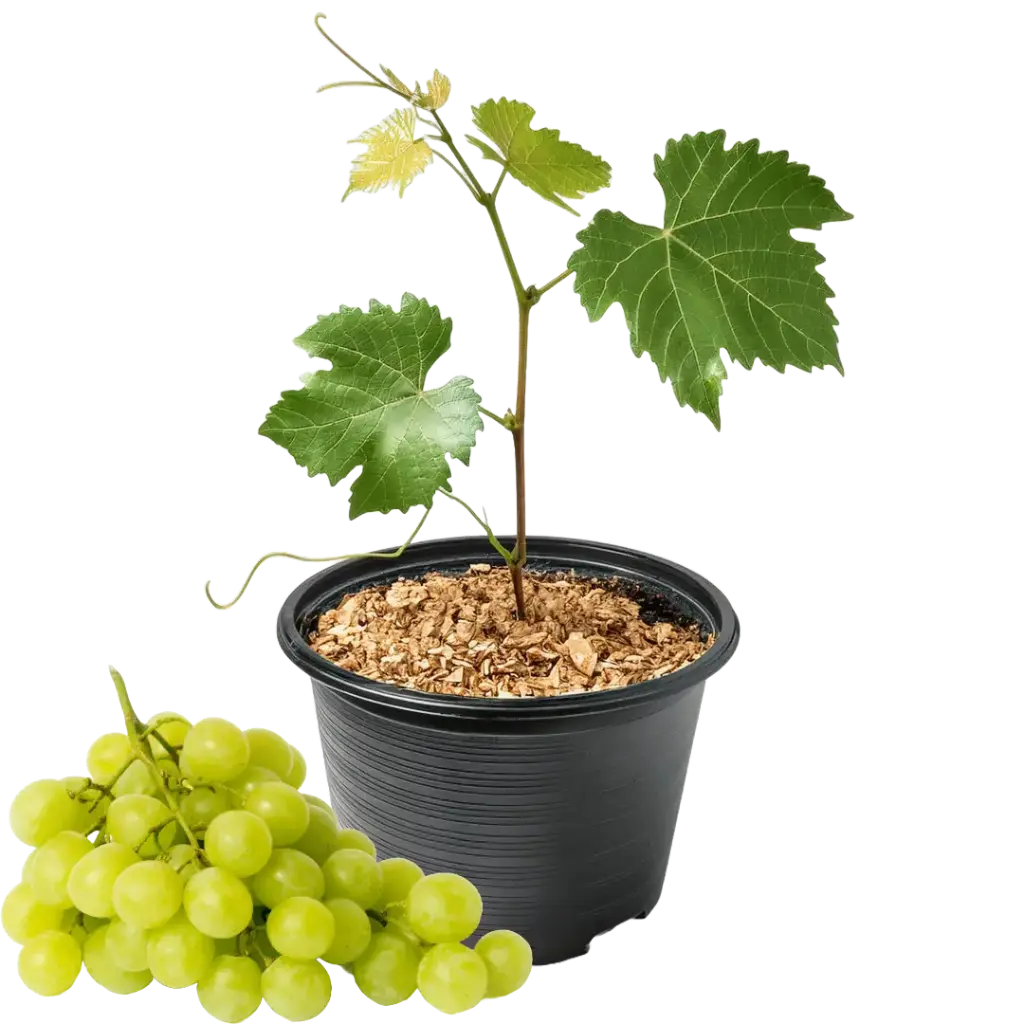 Weinrebe Bianca