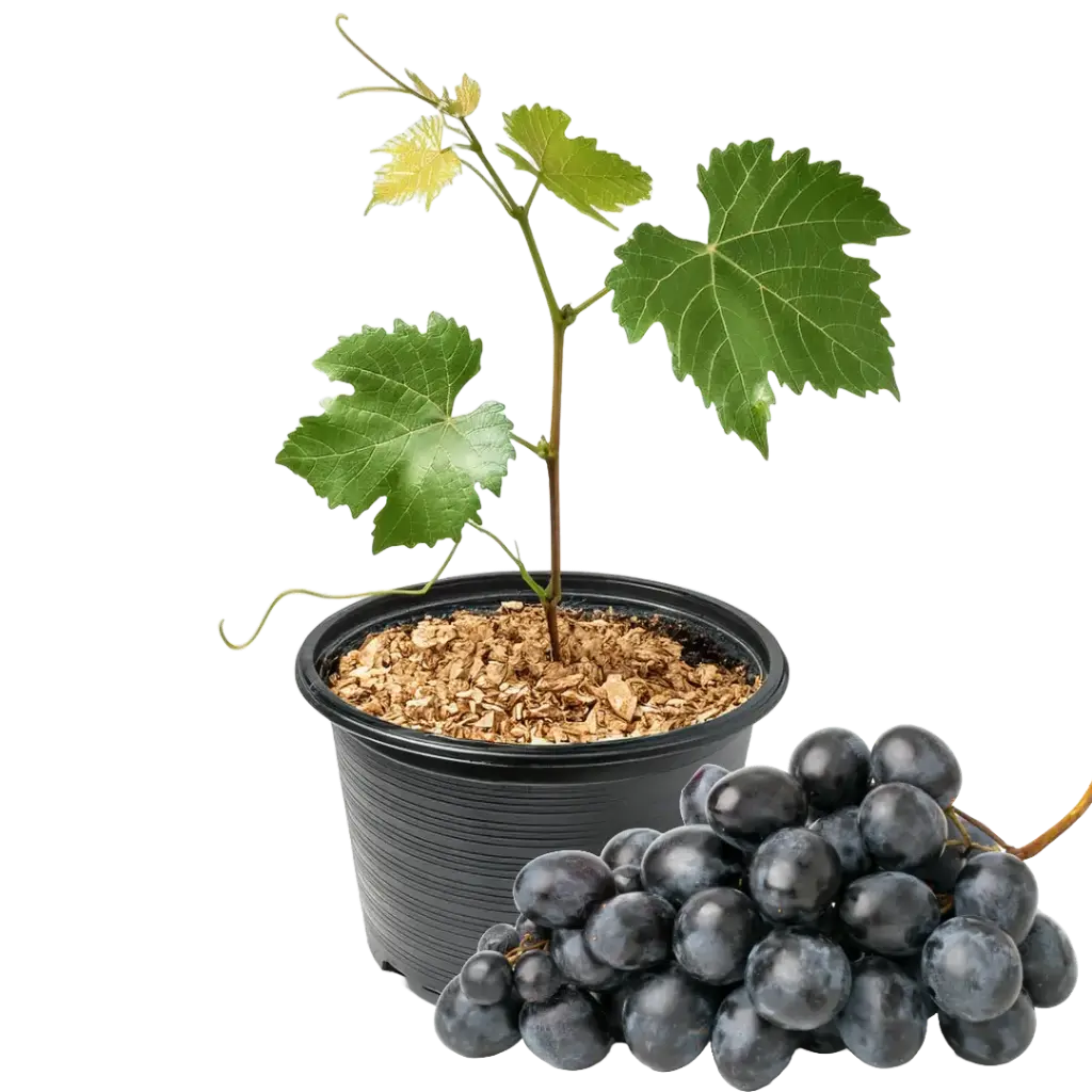 Weinrebe Boskoop Glory