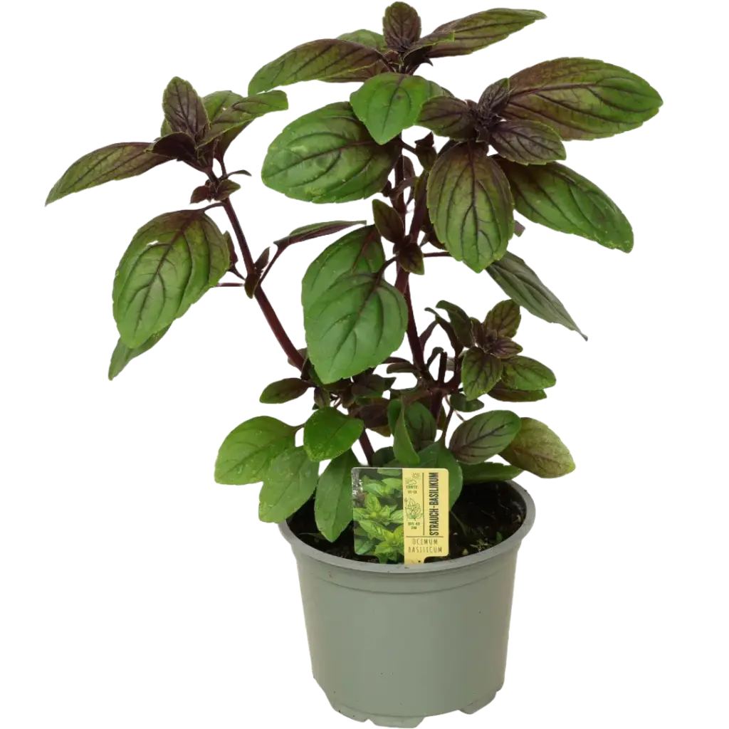 Bio rotes Basiliklum (African Blue)