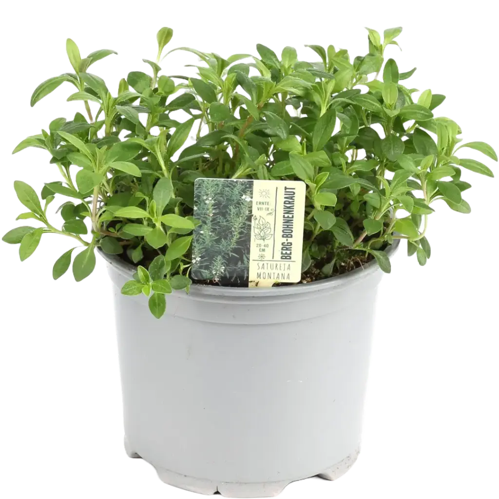 Bio Bergbohnenkraut