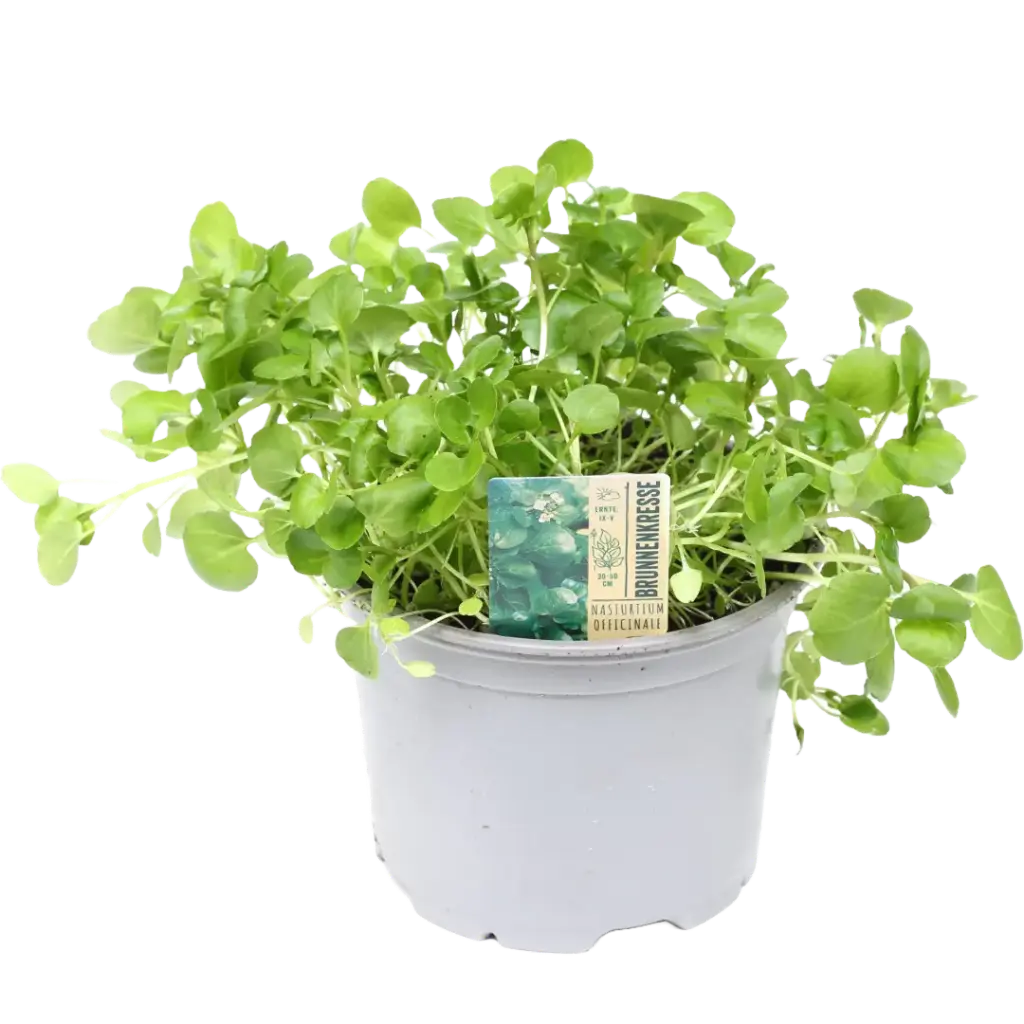 Bio Brunnenkresse