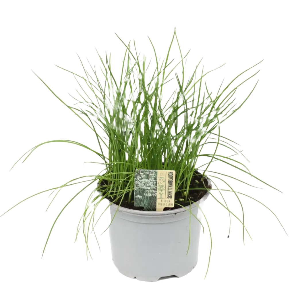 Bio Schnittknoblauch