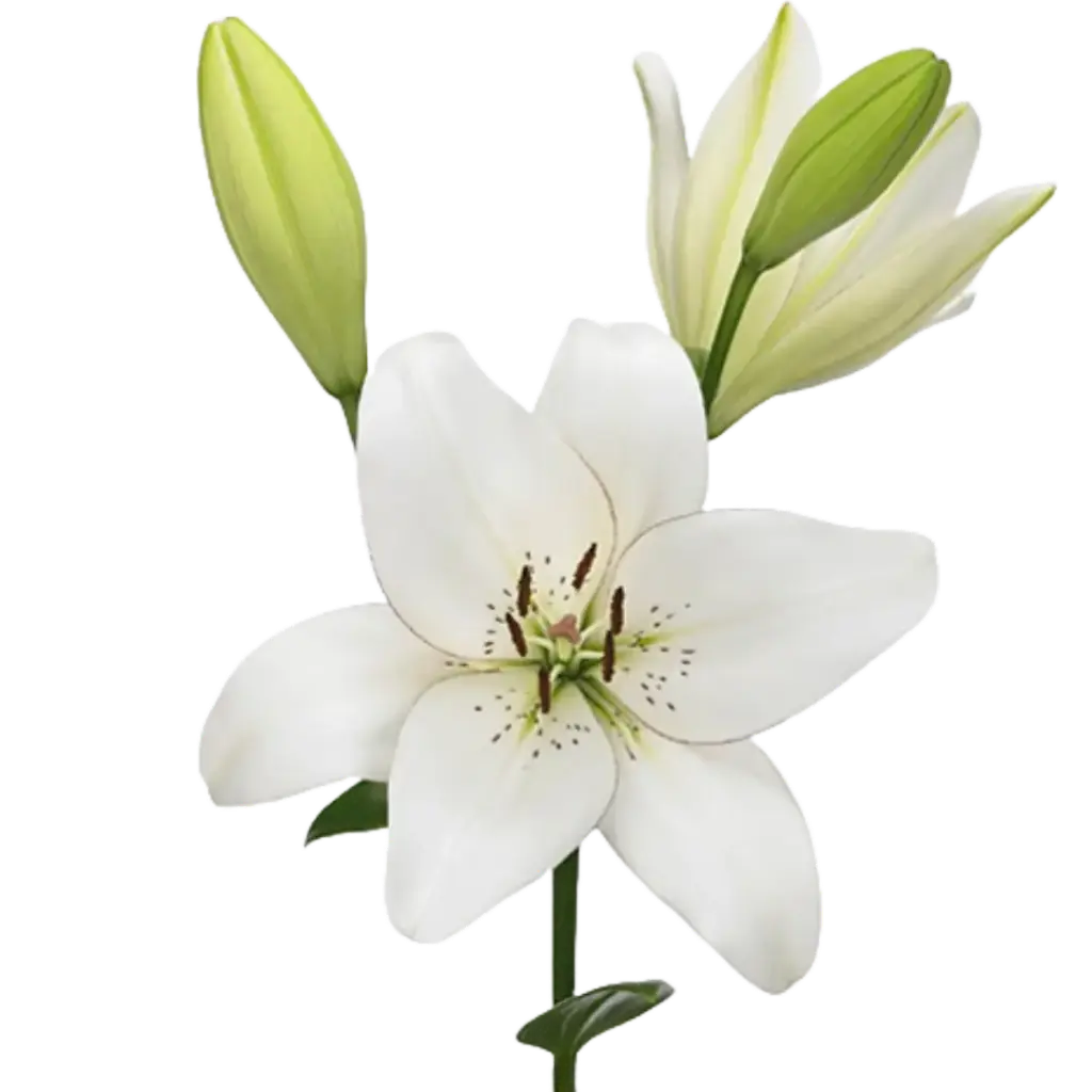 Lilium Eyeliner (L-A)