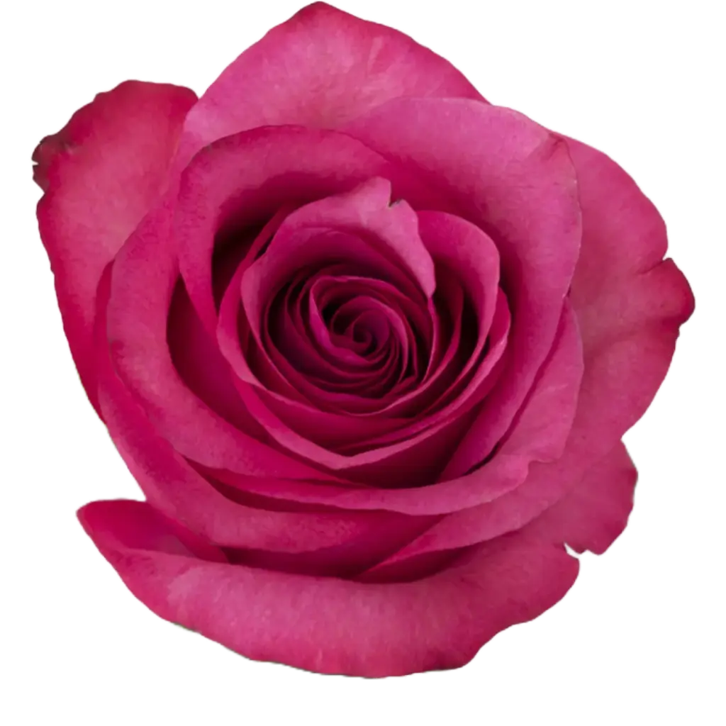 Rose Lola