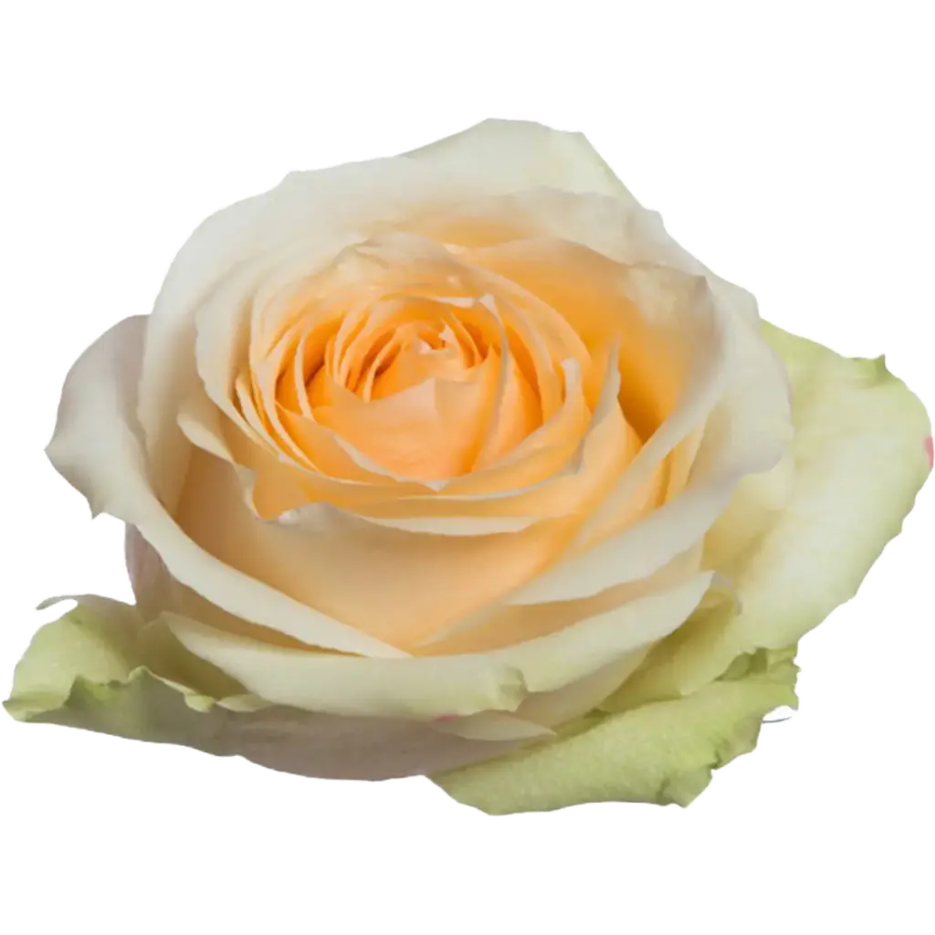 Rose Magic Avalanche+