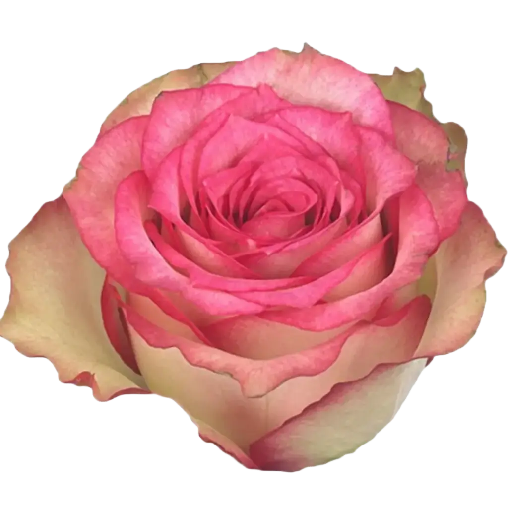 Rose Monique