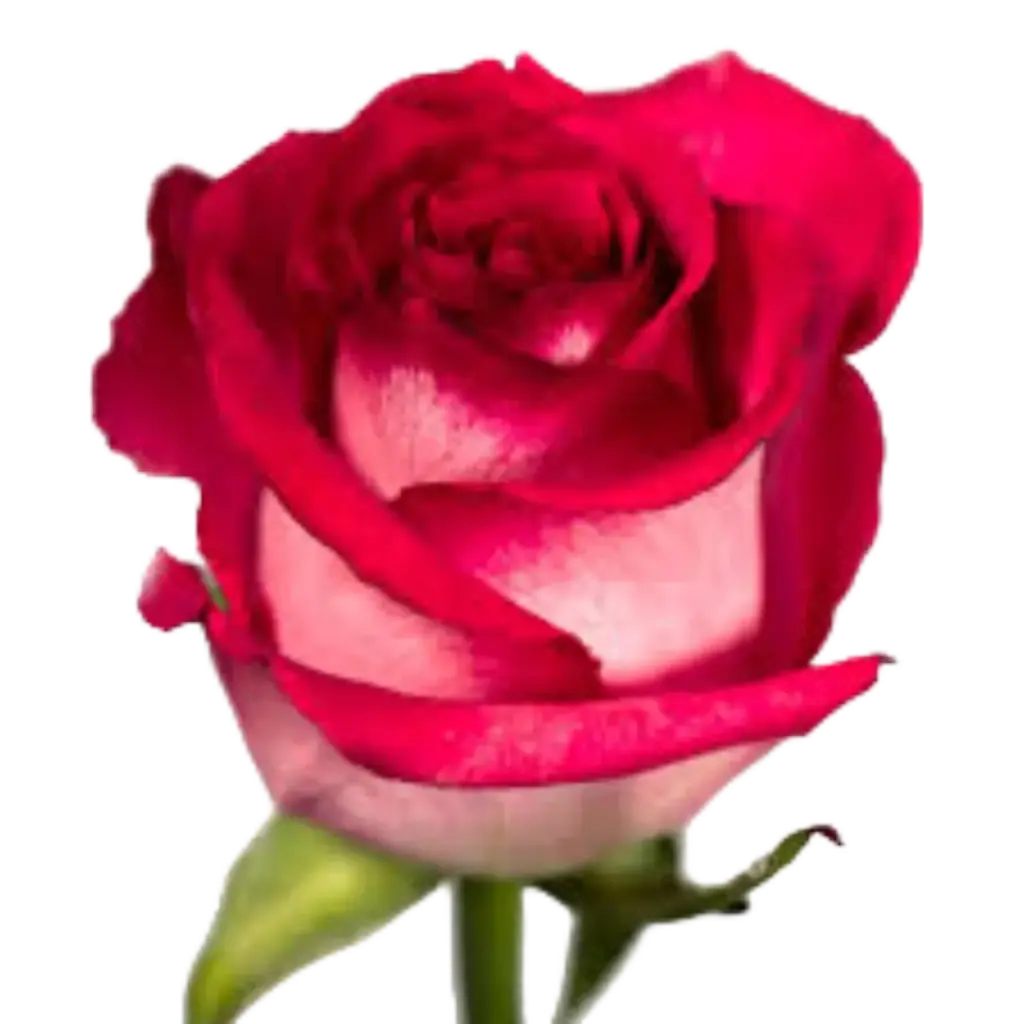 Rose Nicoletta
