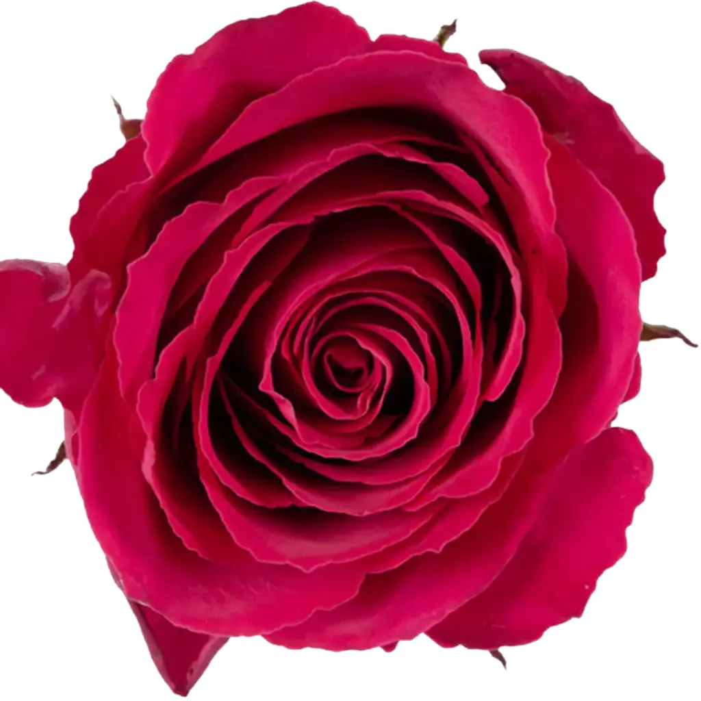 Rose Red Tacazzi+