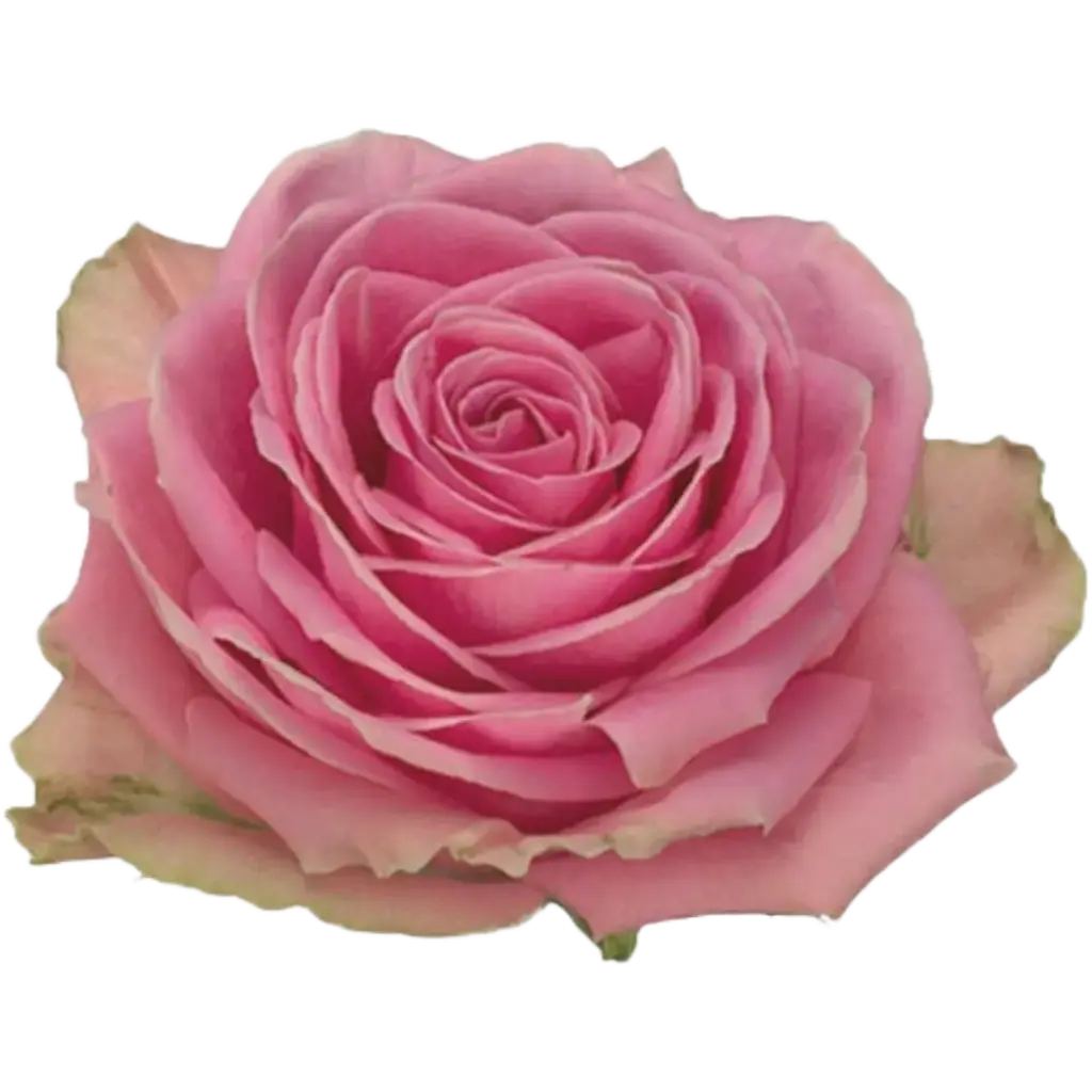 Rose Wham