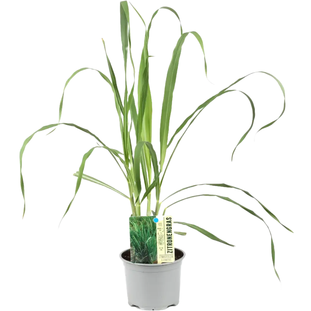 Bio Zitronengras