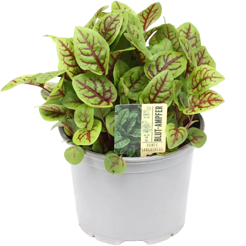 Bio Blutampfer