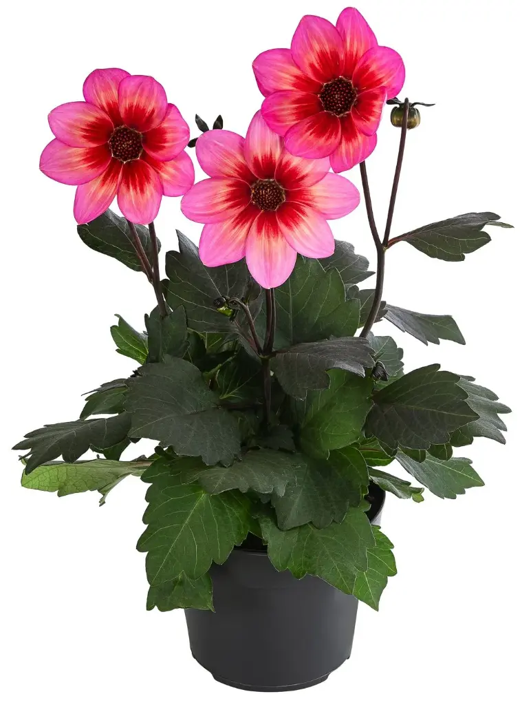 Dahlie 'Dahlegria Tricolore'