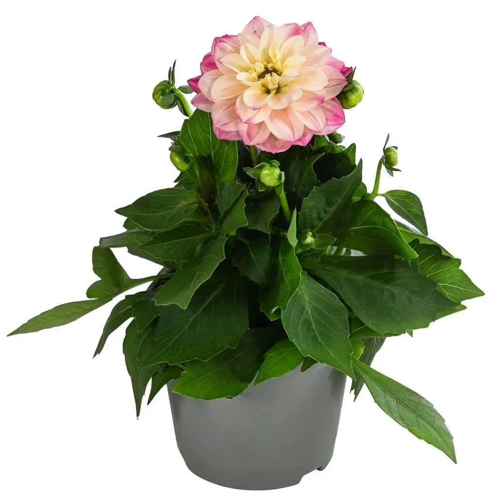 Dahlie, rosa