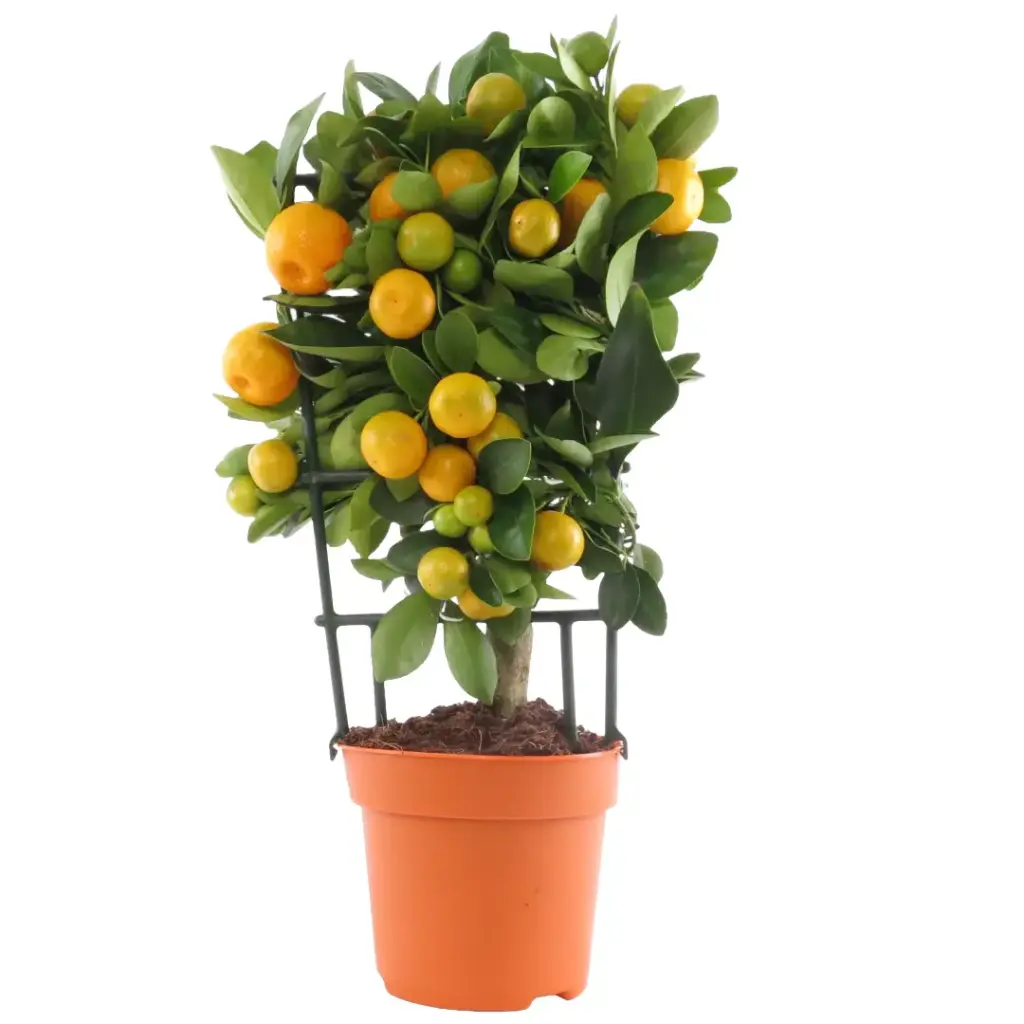 Spaliermandarine