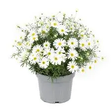 Gänseblümchen