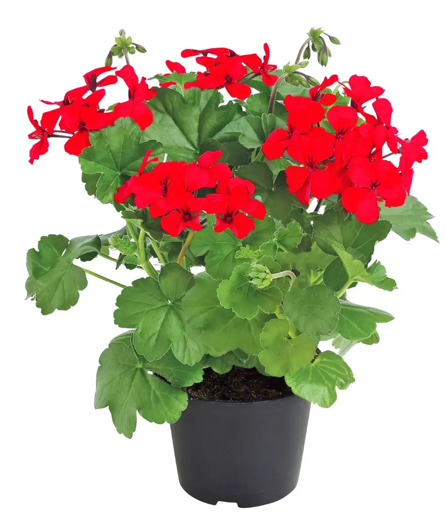 Pelargonie, Halbhänger