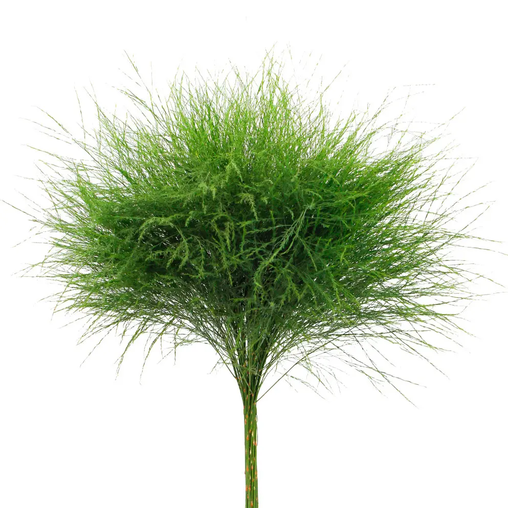 Asparagus virgatus