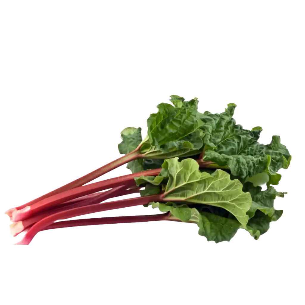 Rhababer