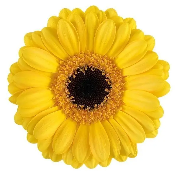Germini Delmonte