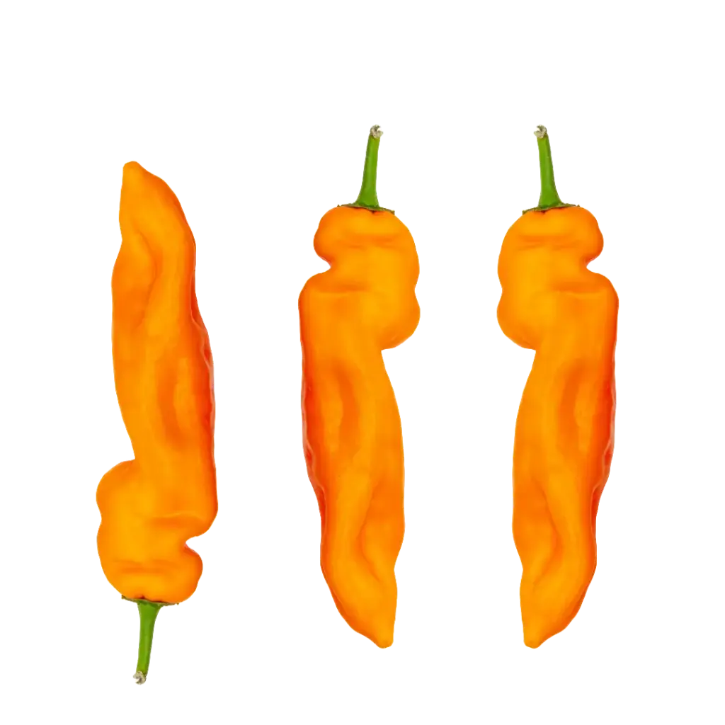 fränkische Spitzpaprika, orange