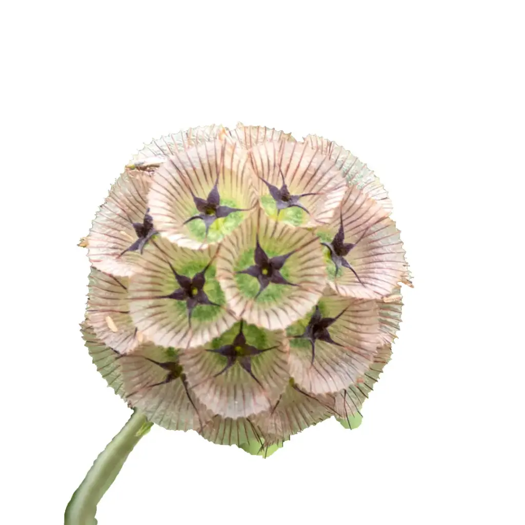 Scabiosa Stell Zadoos
