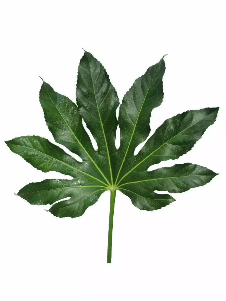  Aralia Medium