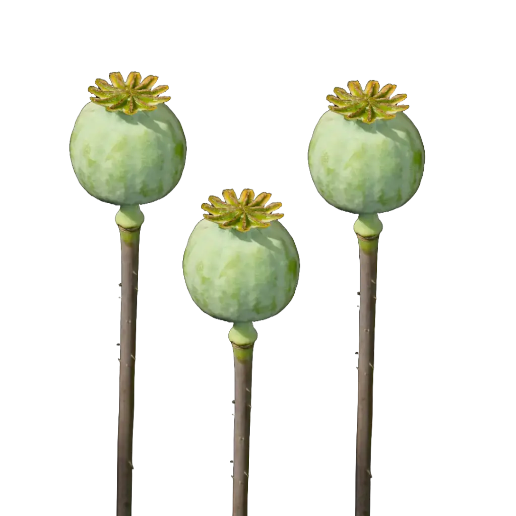 Papaver Som Zd Middel