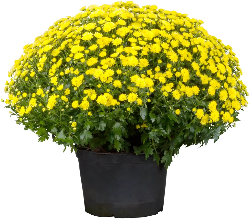 Chrysanthemen Busch, vers. Farben