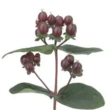 Hypericum Globo Burgundy