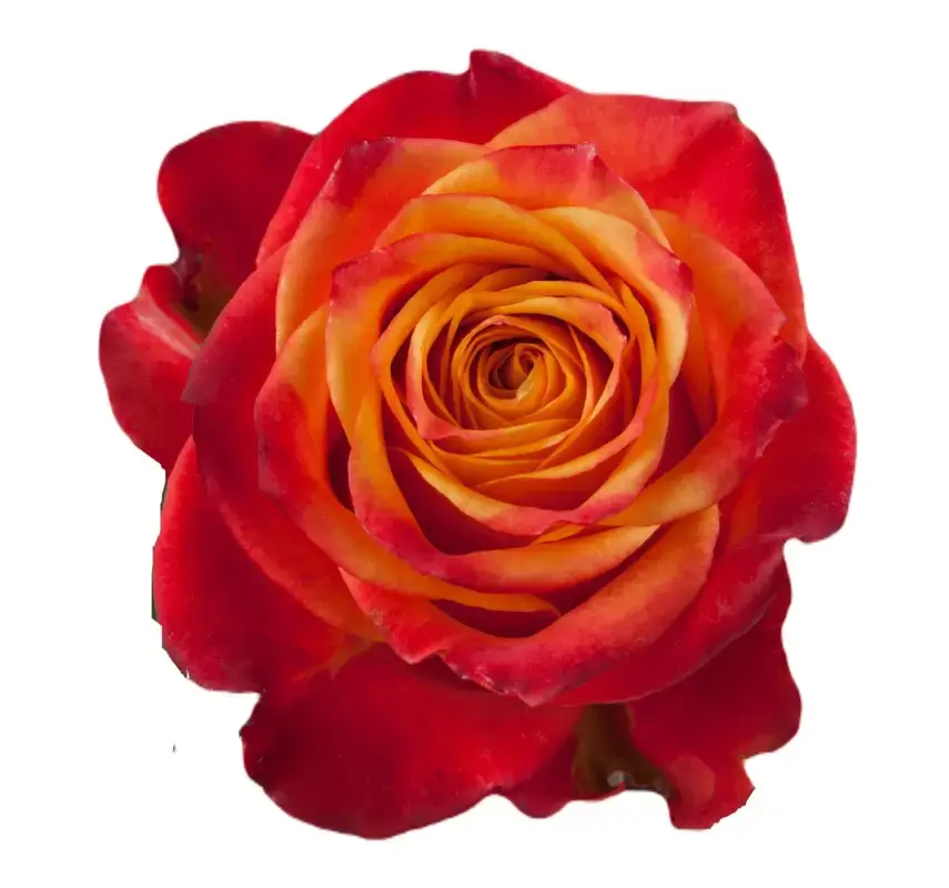 Rose Atomic